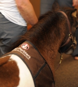 Extra Giant size vest: Click to Enlarge