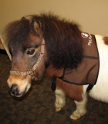 Extra Giant size vest: Click to Enlarge